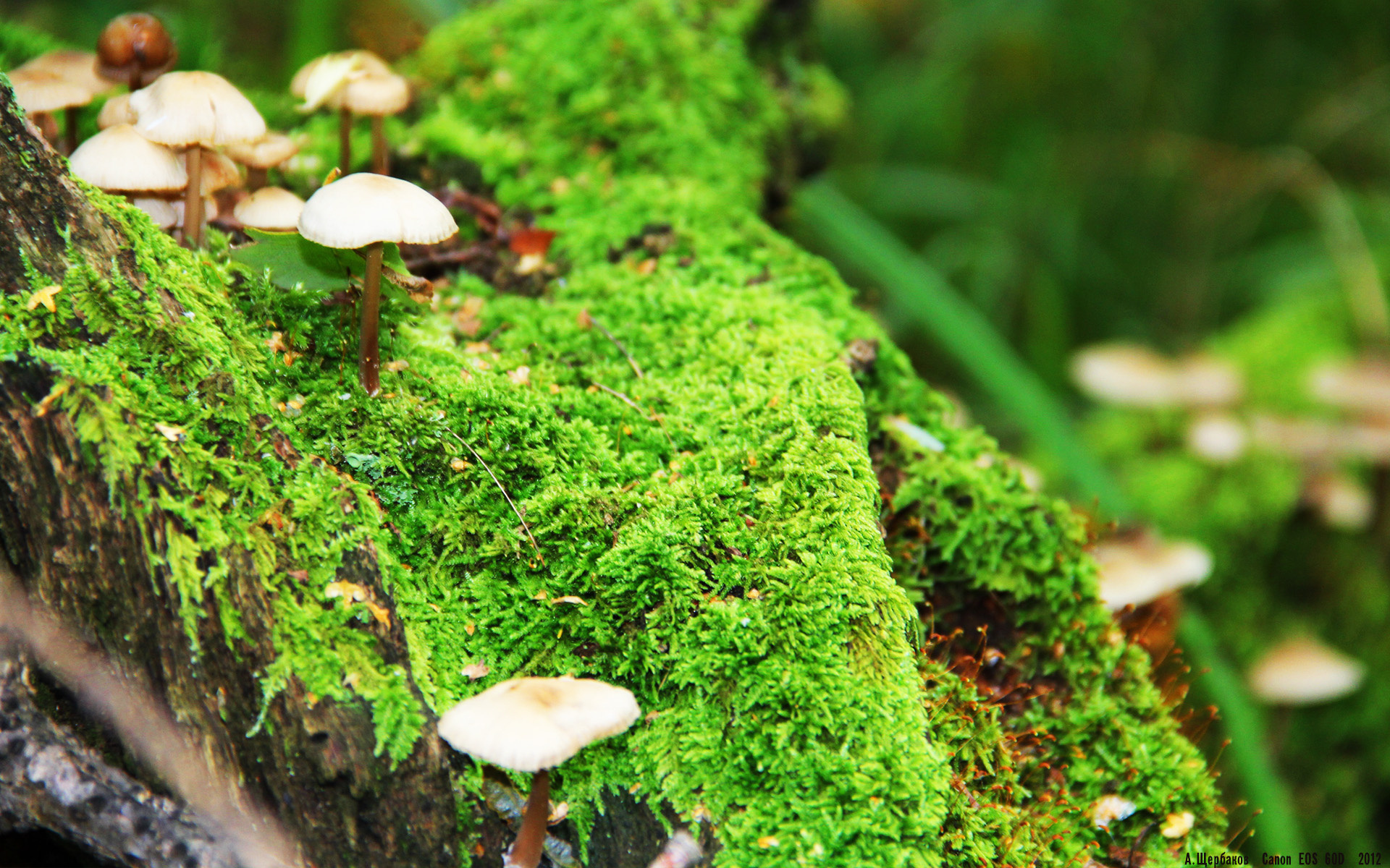 哈利伯顿个人秀撕裂防线,灰熊式战术体系全面压制辽宁队